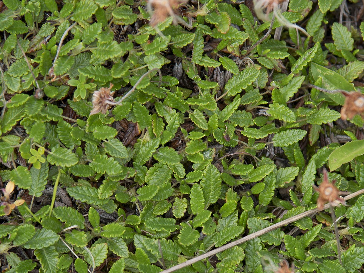 Dryas octopetala